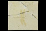 Jurassic, Fossil Dragonfly - Solnhofen Limestone #113342-1